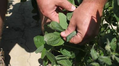 EPA approves restrictive OTT dicamba label