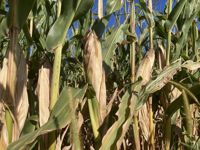 Indiana crop progress for Sept. 12, 2025.