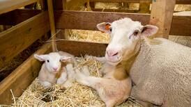 Save the date for Hoosier Sheep Symposium Sept. 20