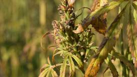 Hemp research update