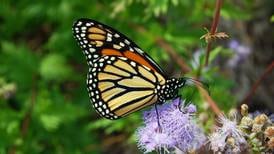 Monarchs listed as endangered