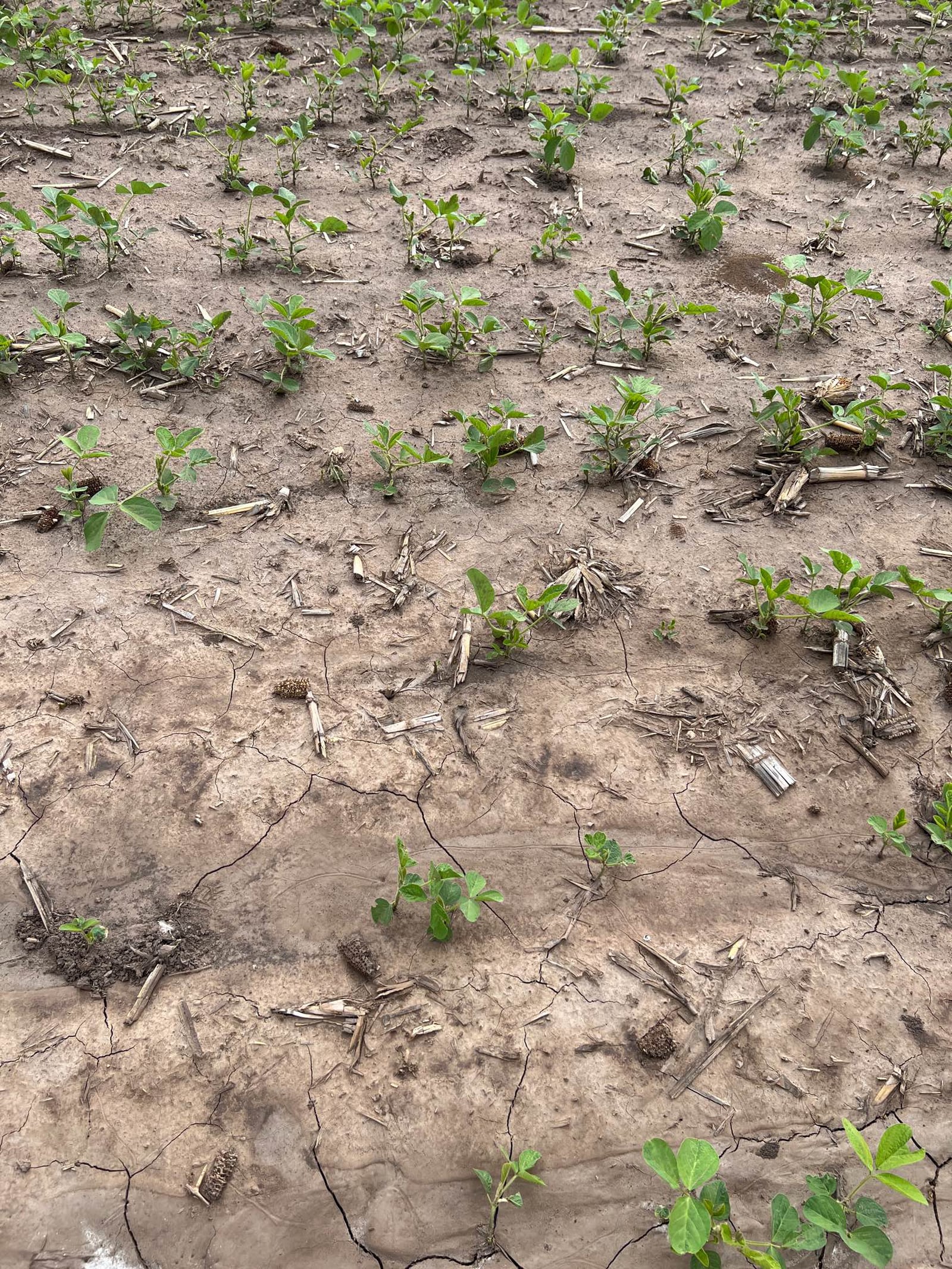 Argentina soybean crop struggling AgriNews