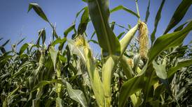 3 ways to maximize corn yields in 2022