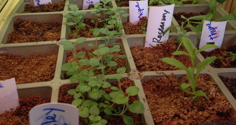 Start seeds indoors in early spring.