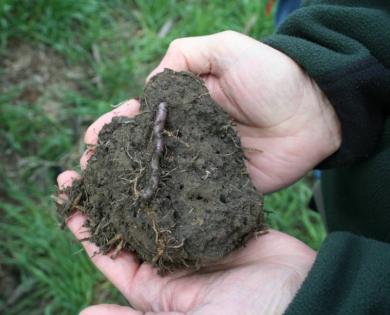 Healthy soils are critical for plant growth.