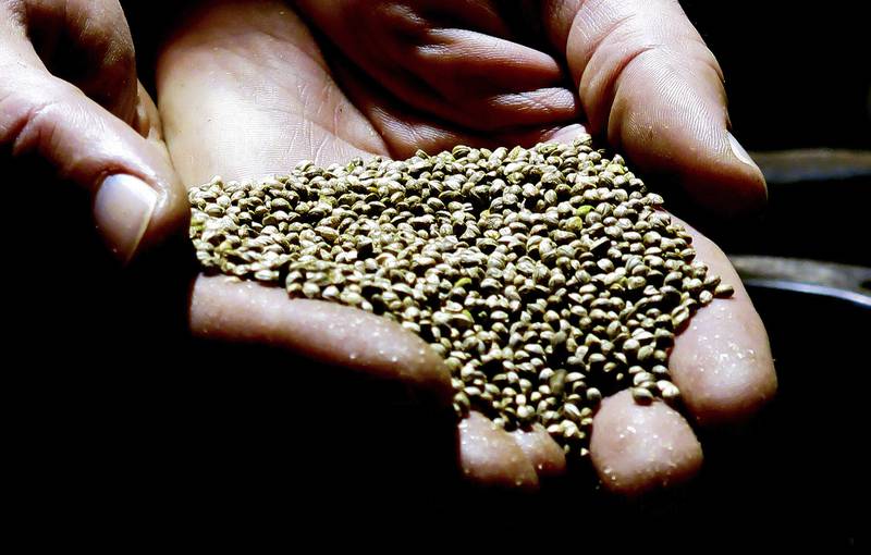 A man displays hemp seeds being prepared for sale to industrial hemp farmers.