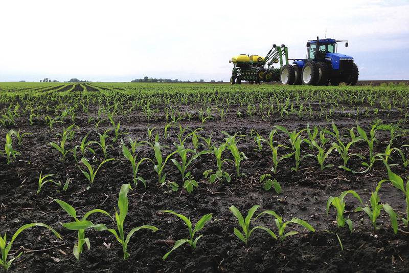 Recently planted corn grows in a field near Chandlerville in central Illinois.