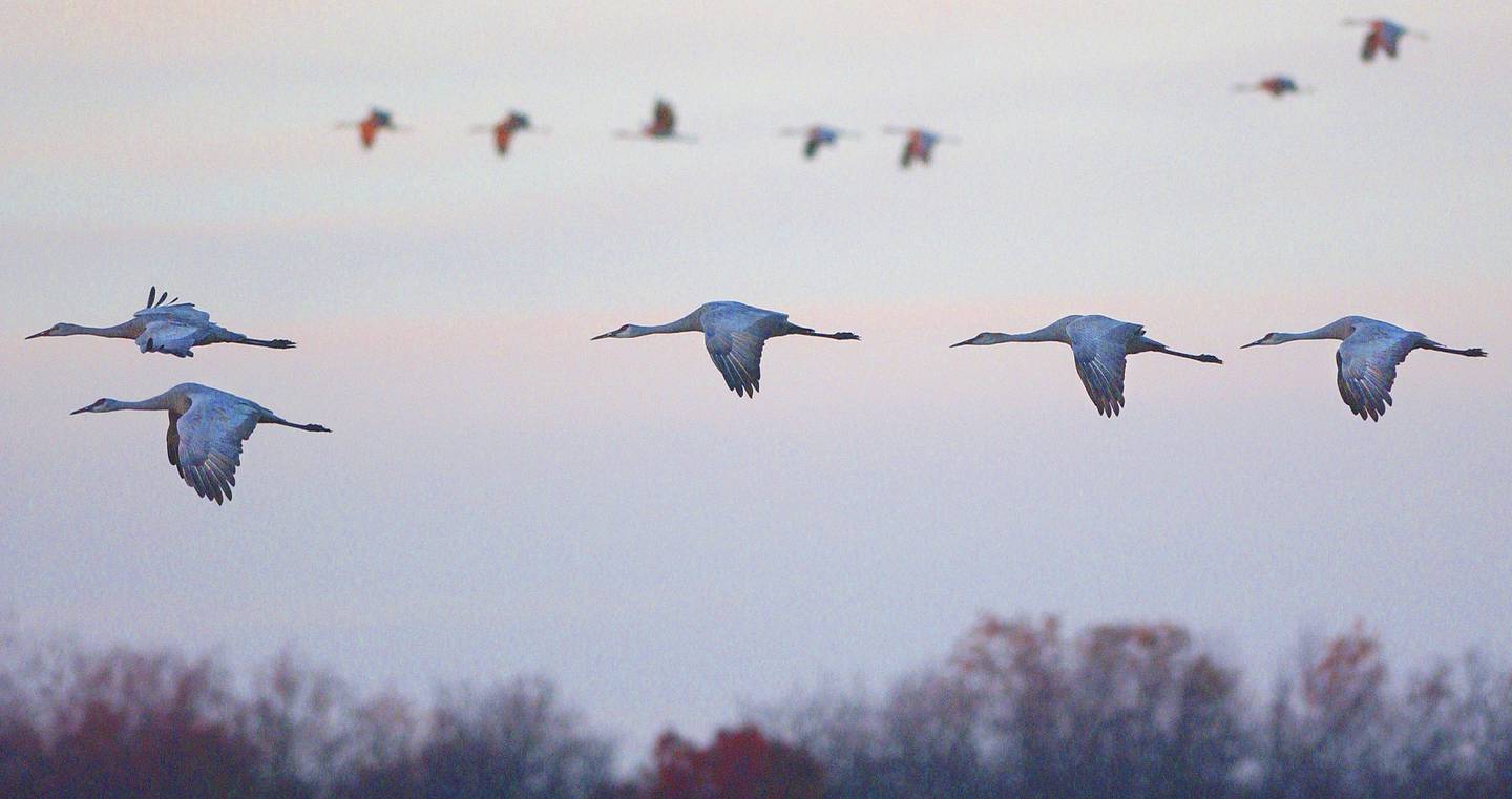 Heading to feed in nearby farm fields, thousands of sandhill cranes leave their nighttime marsh roosting area just after sunrise at the Jasper-Pulaski Fish and Wildlife Area near Medaryville, Indiana.