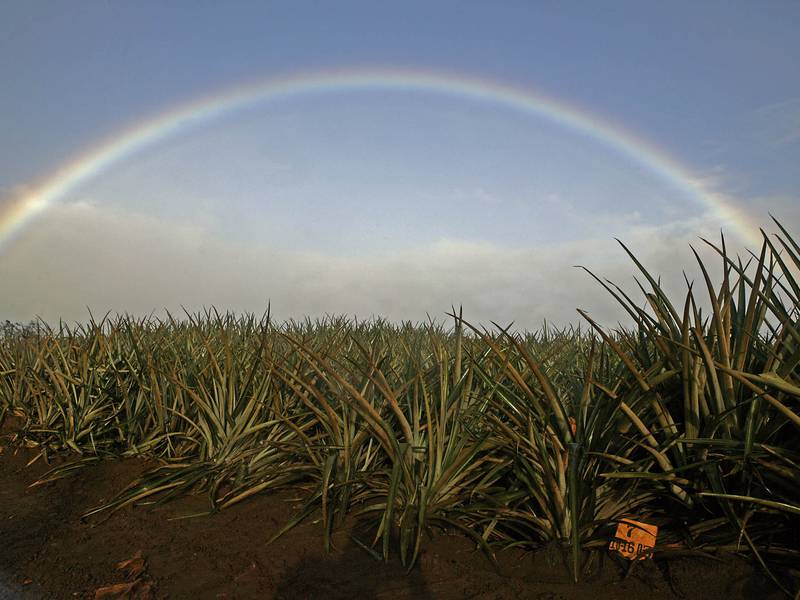 Hawaii moves to broaden agricultural land activities