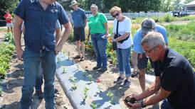 Struvite offers farmers phosphorus source