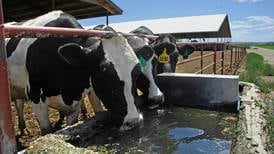 Protect your herd against H5N1