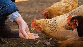 NutraMaize receives $650,000 USDA grant