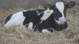 When abnormal becomes routine: How to spot and stop bovine respiratory disease