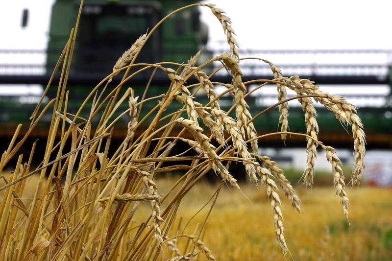 A few uncut stalks of winter wheat remain after a combine finishes harvesting a field near Farmingdale in central Illinois.