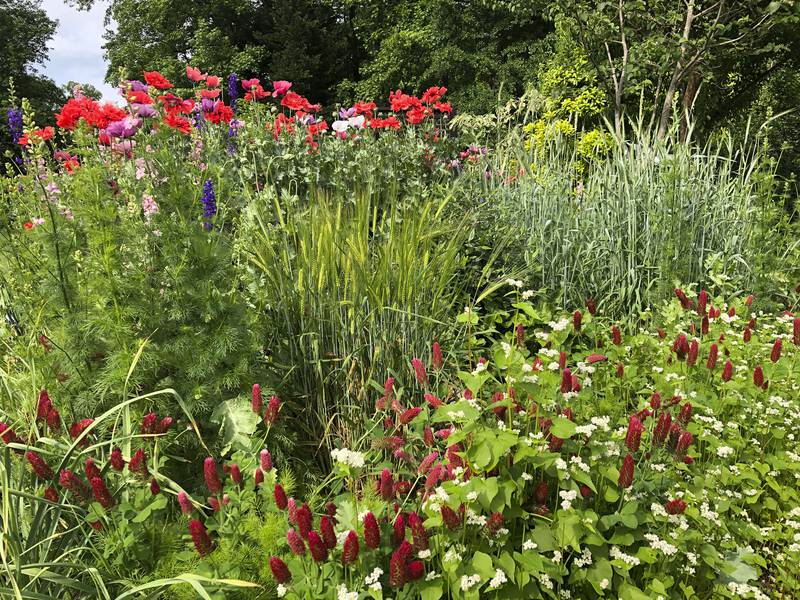 An edible barley, wheat and buckwheat grow alongside poppies, larkspur and crimson clover in a spring cottage garden border.