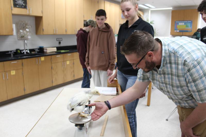 Kole Stadt (at right) helps students weigh a chicken during class at Grant Park High School. Students in the ag biology class are doing several research projects such as comparing the waste of three designs of chicken feeders and the impacts of different water supplements on the growth of chickens.