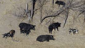 A population of ‘super pigs’ in Canada is threatening to invade U.S.