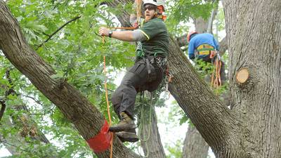 Calendar: Indianapolis hosts Tree Climbing Championship 