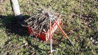 Calendar: Apple tree pruning maximizes fruit quality, quantity