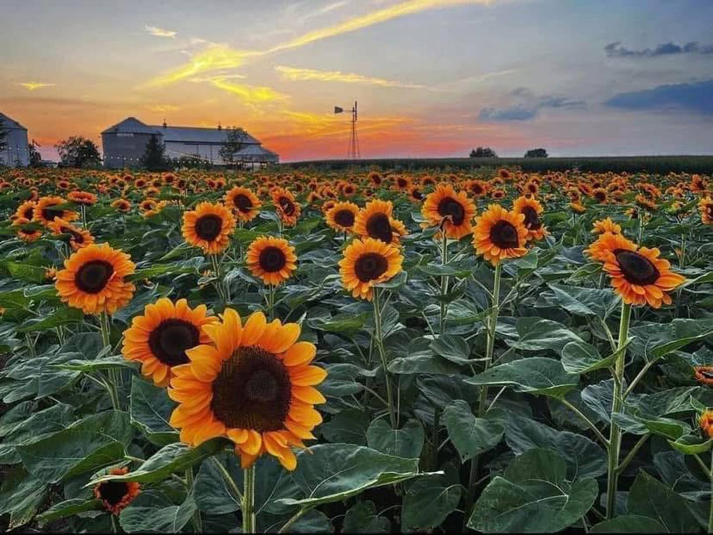 Sunflowers grow in a field at the Frame family farm.