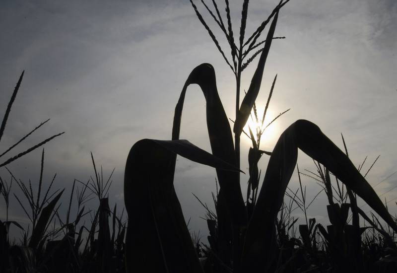 The sun sets on a field of corn near Manito, Illinois.
