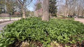 Extension Notebook: Grow successful made-in-the-shade gardens