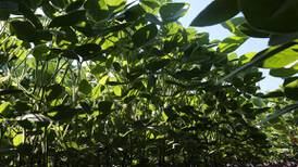 Photosynthesis hack boosts soybean yield 20%