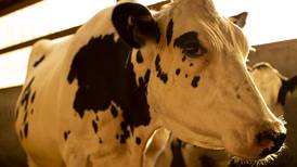 Knock down external parasites this fall to improve milk production