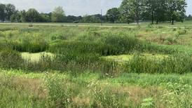 Where conservation meets production: The benefits of constructed wetlands