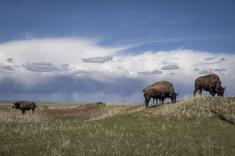 Bison roam on the Blackfeet Indian Reservation, a 1.5-million-acre reservation on the Rocky Mountain front.