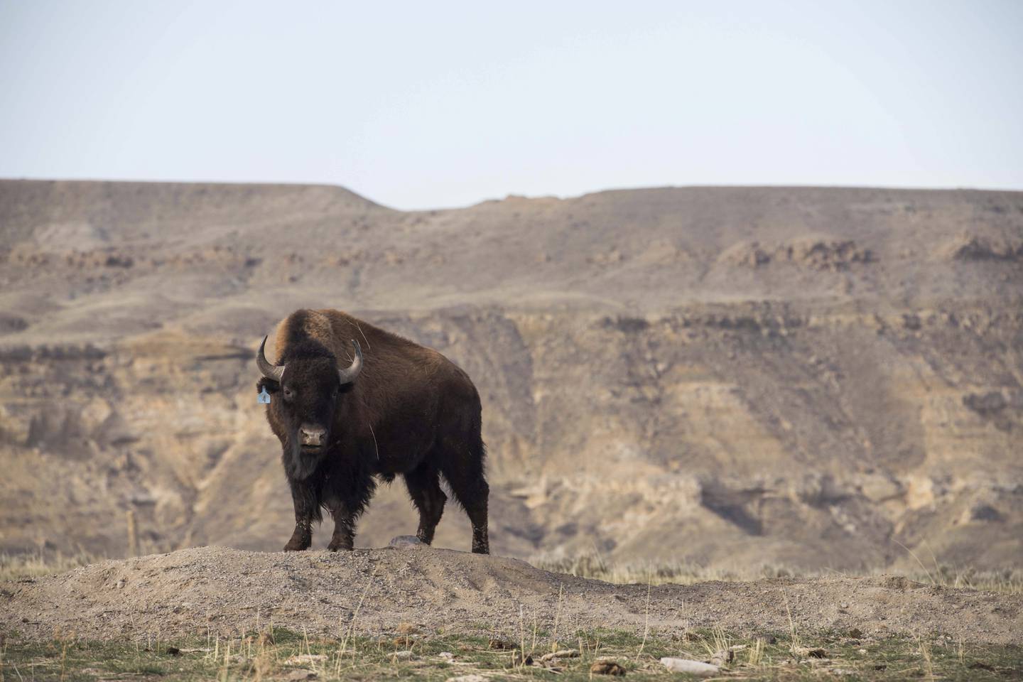 A buffalo, relocated from the Soapstone Prairie in Colorado, wanders in its new home at the Eastern Shoshone Buffalo Enclosure on the Wind River Reservation near Morton, Wyoming.