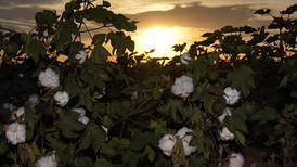 Drought takes toll on country’s largest cotton producer