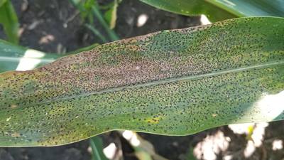 Tar spot here to stay