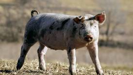 California pig welfare rule delays frustrate small farmers