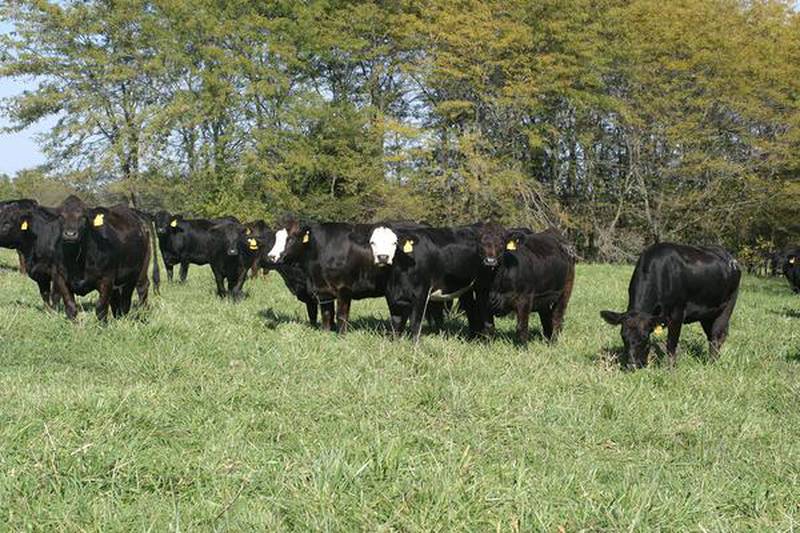 The Orr Beef Research Center’s Field Day provides a chance to determine how the latest research can inform profitable decisions for your herd.