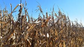 Leading corn and soybean seed performers excel despite demanding 2020 season