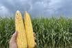 McLean corn survey estimates yields above five-year average