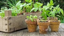 Senior News Line: Starting a garden indoors