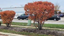 Ten trees for dazzling fall color in Illinois  