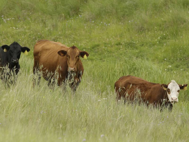 The AgriNews AgriMinute podcast: Cattle herd continues to shrink