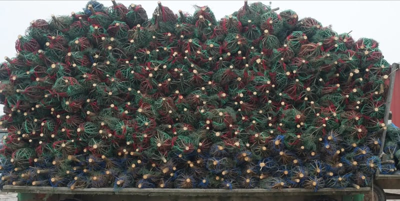 A truckload of Christmas trees hits the road.
