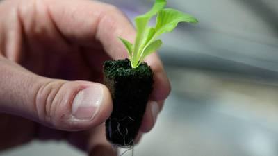 Backyard vegetable gardens are healthy for people and the planet