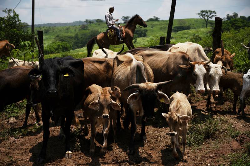 A ranch worker drives cattle to a corral for inspection for New World screwworm at a ranch in Cintalapa, Chiapas, Mexico, July 23, 2025.
