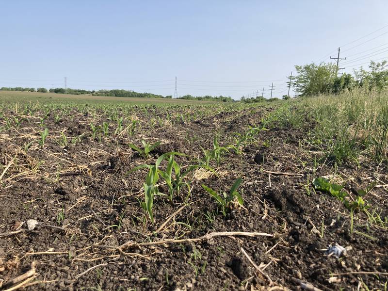Indiana crop progress for 6/6/25