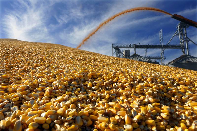 Central Illinois farmers deposit harvested corn on the ground outside a full grain elevator in Virginia, Illinois.