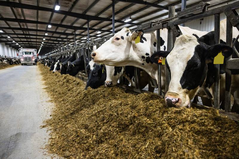 Start with nutrition, then follow up with quality calcium boluses to stay ahead of hypocalcemia.