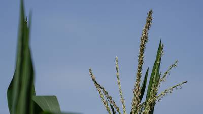 Five tips for increasing ROI on fungicide applications this season