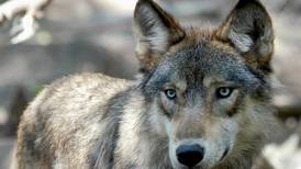 Senators urge emergency protections for wolves in U.S. West