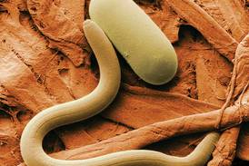 Comprehensive SCN genetic library could renew resistance, profitability