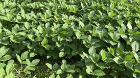 History of the soybean: Learn about soy’s journey in U.S.